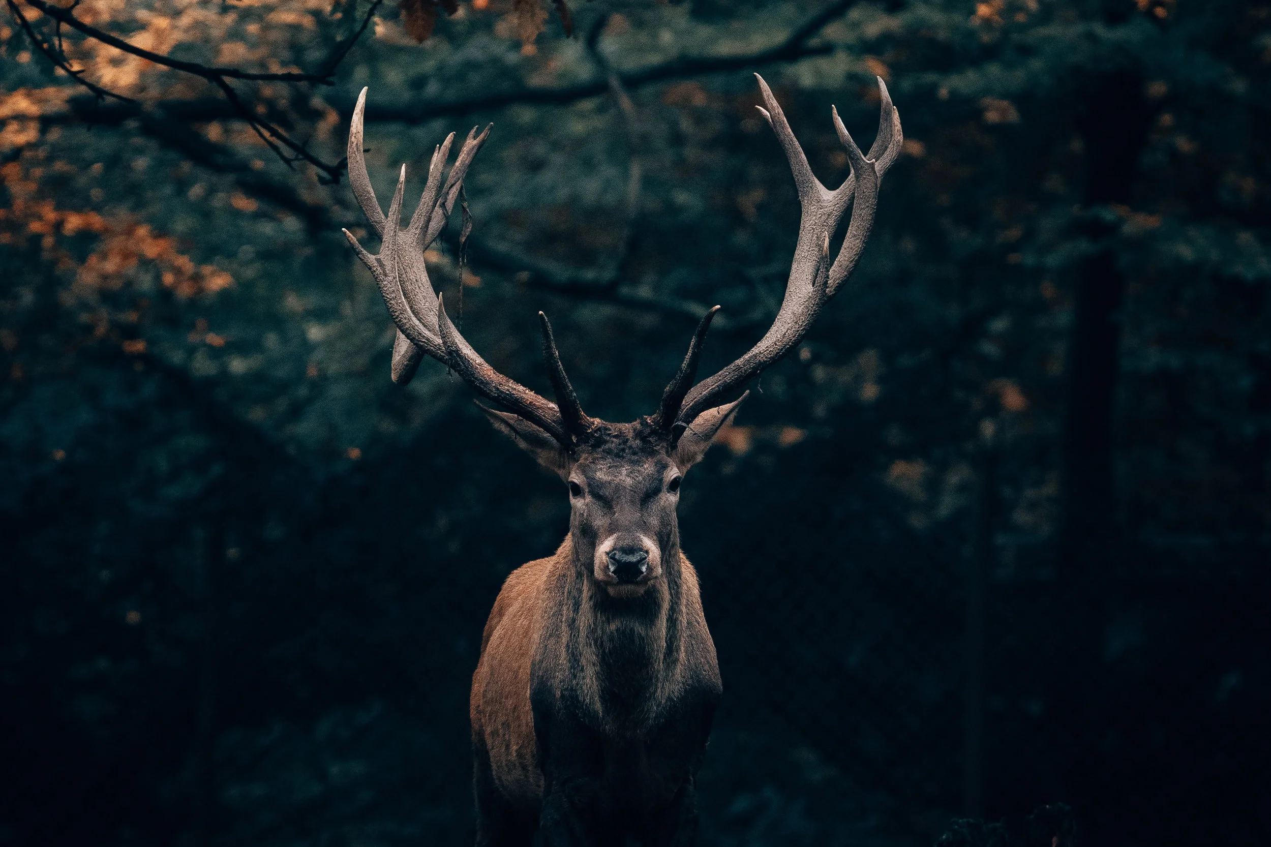 philipp-pilz-1201277-unsplash.jpg