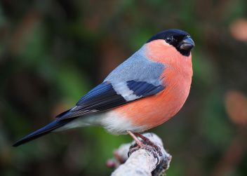 “Bullfinch male” by © Francis C. Franklin / CC-BY-SA-3.0.