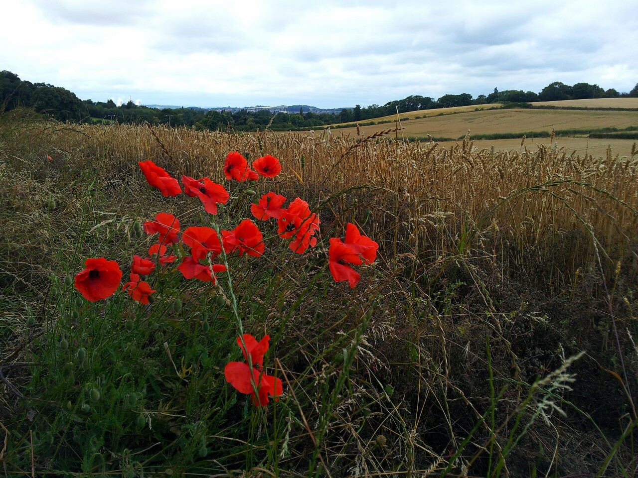 Field with poppies. (Photo by Accipiter Nisus)
