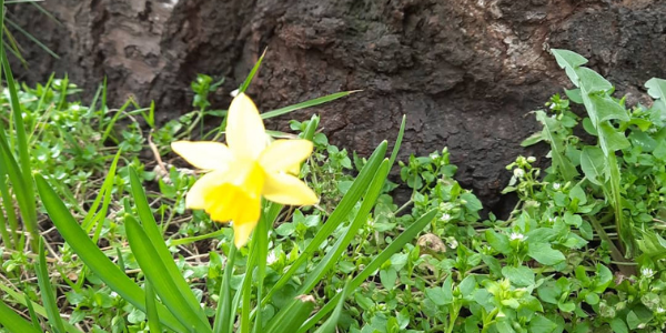 Spring Flowers Folklore Ritona