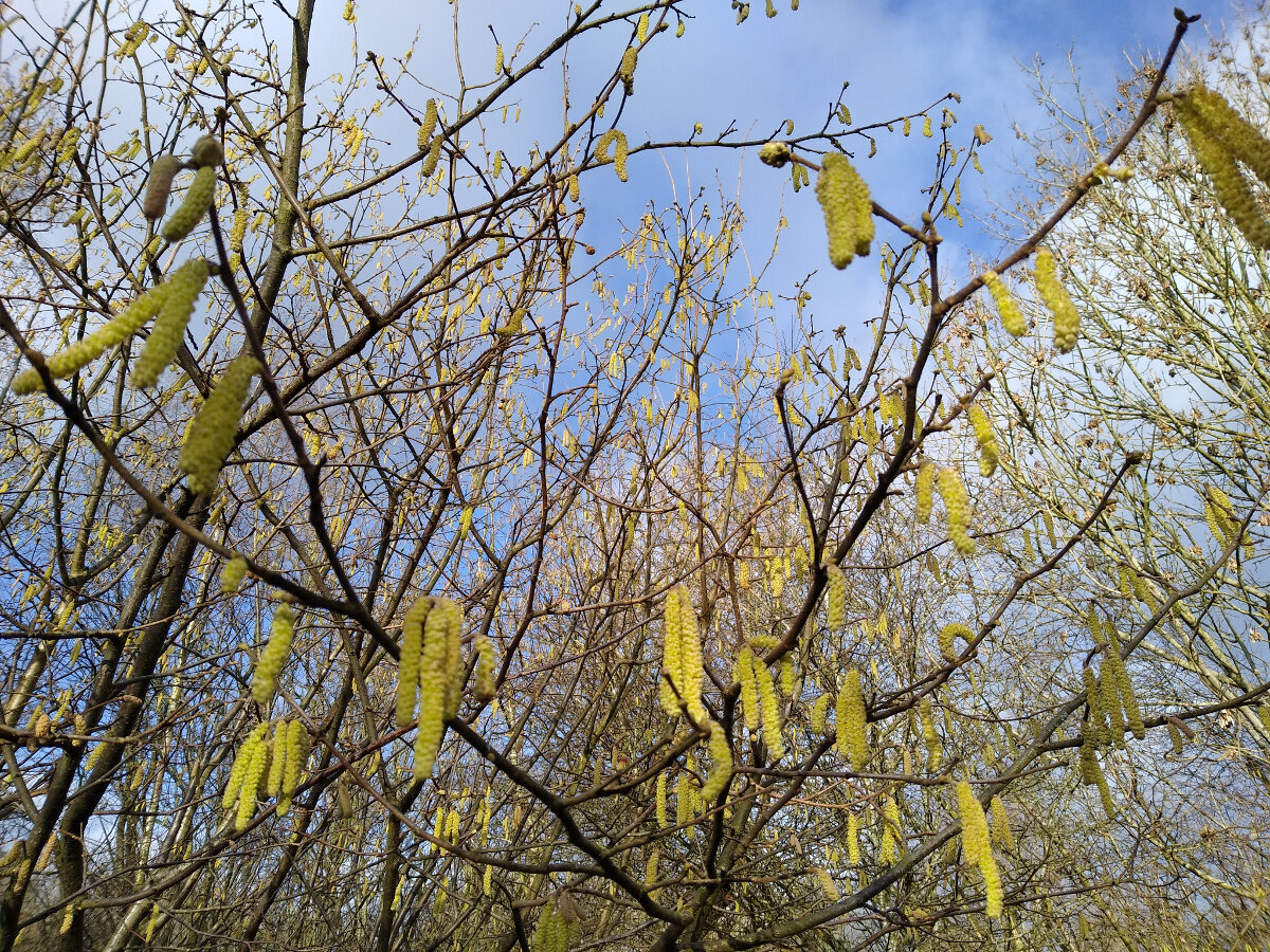 Audio poems: The Song of Hazel Catkins, from Lorna Smithers