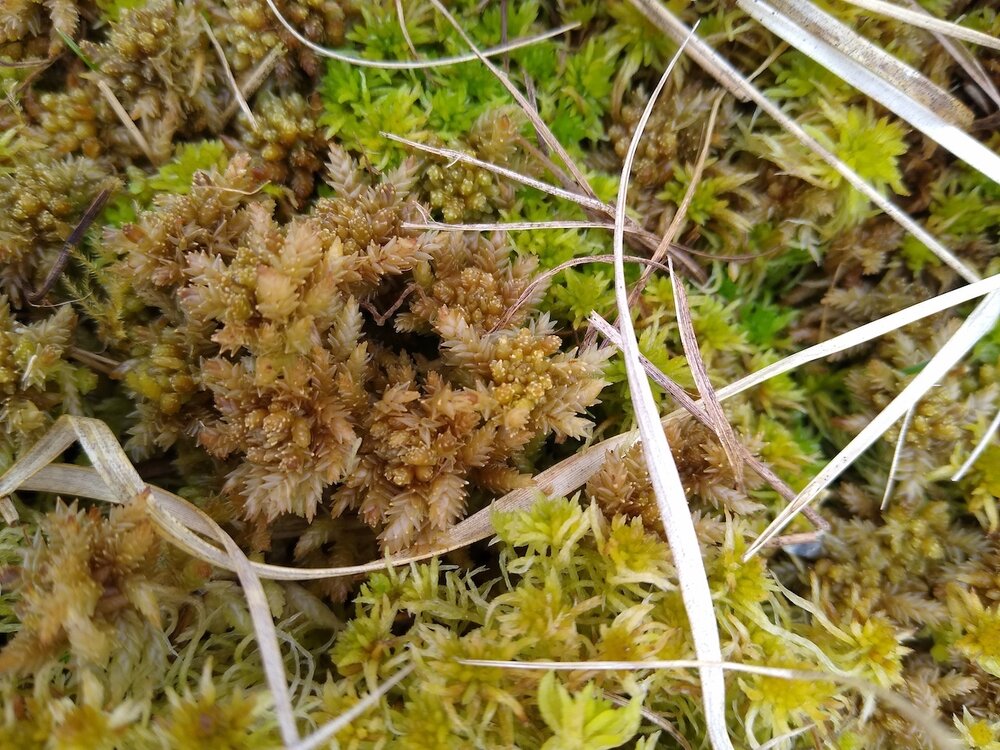 2021-04-28 Highfield Moss - Sphagnum Palustre II.jpg