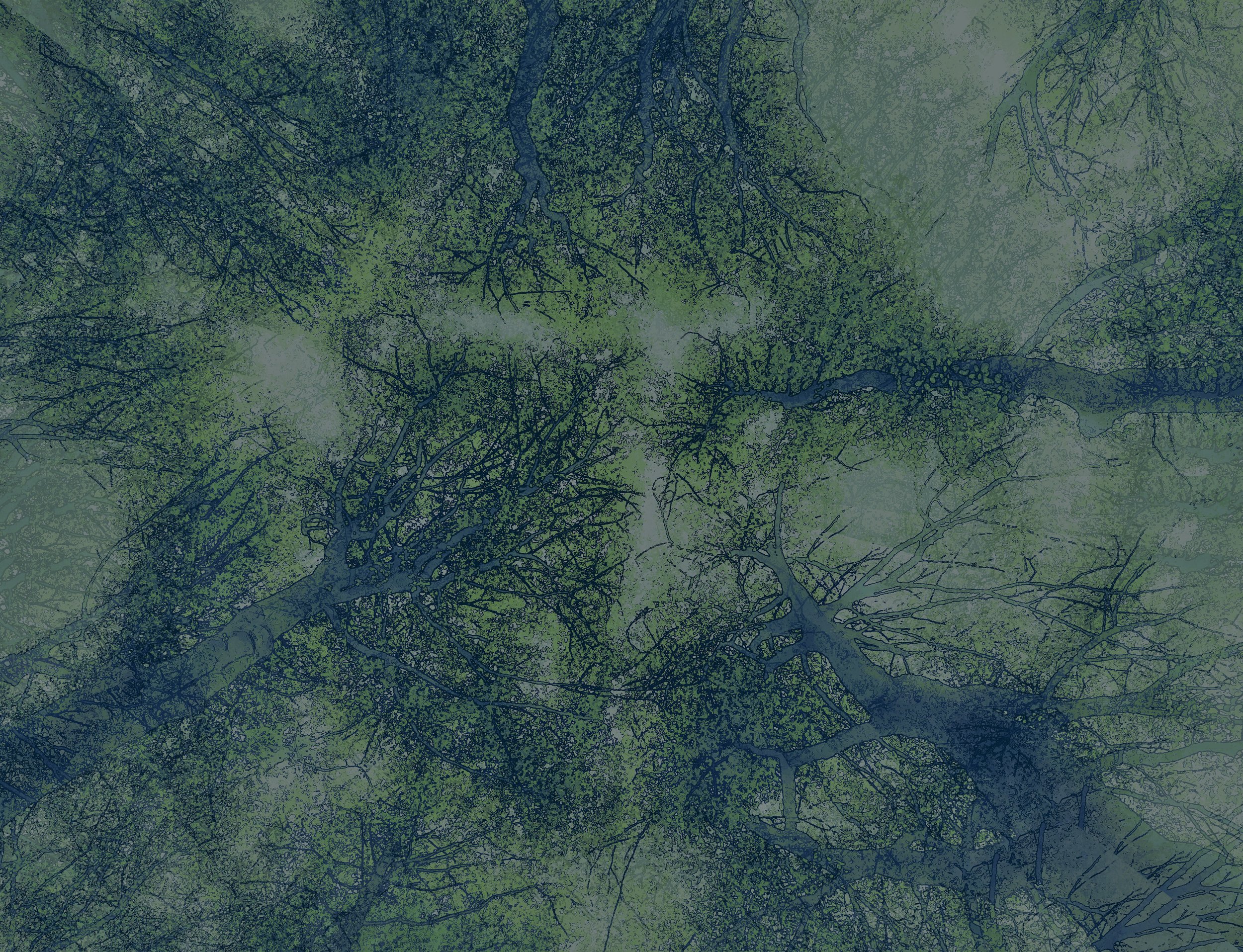 Announcing Kaleidoscopic Forests