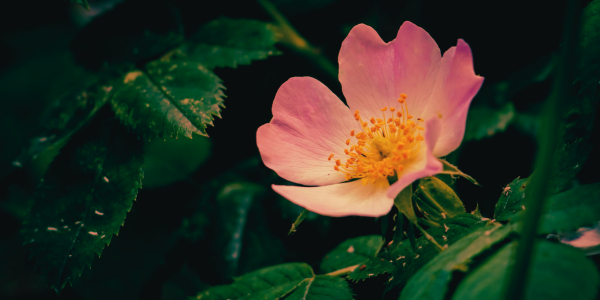 The Witches Briar - Folklore of the Dog Rose — Sul Books