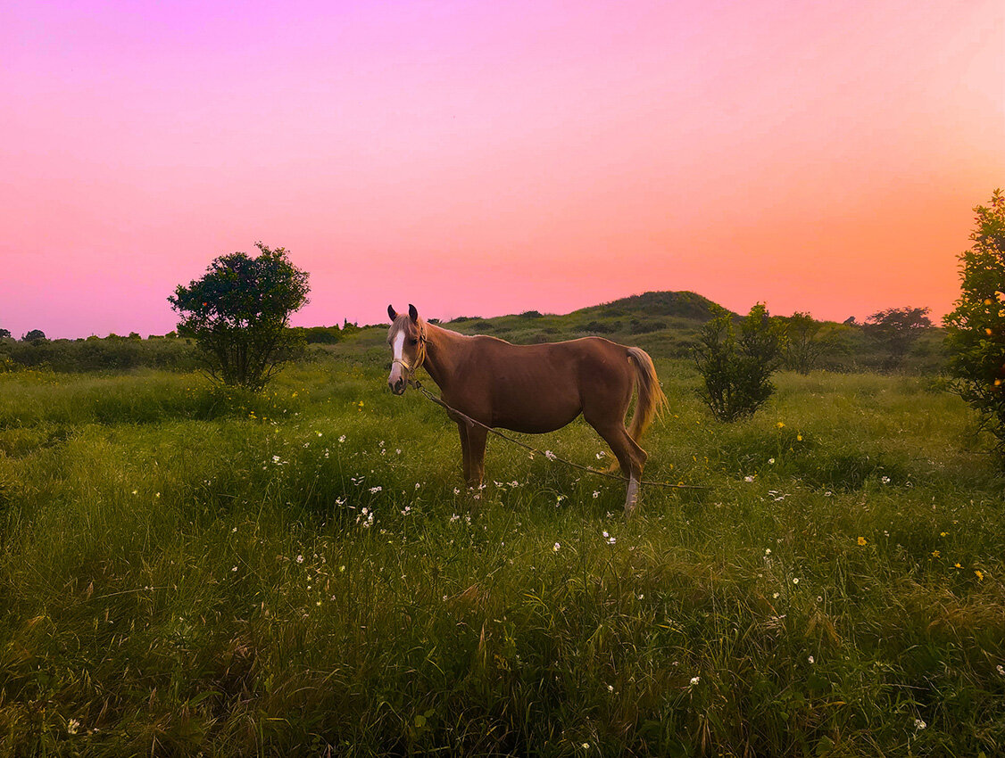 זואי גרינדאה, סוס, צילום, 2019