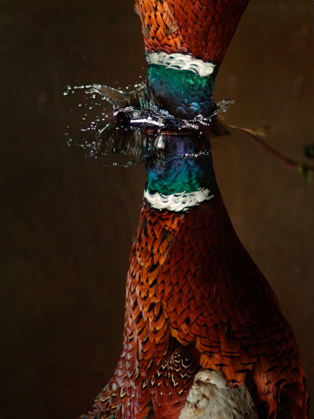 אורי גרשט, סטילס מתוך עבודת הוידאו Falling Bird  2008 | צילום: באדיבות האמן