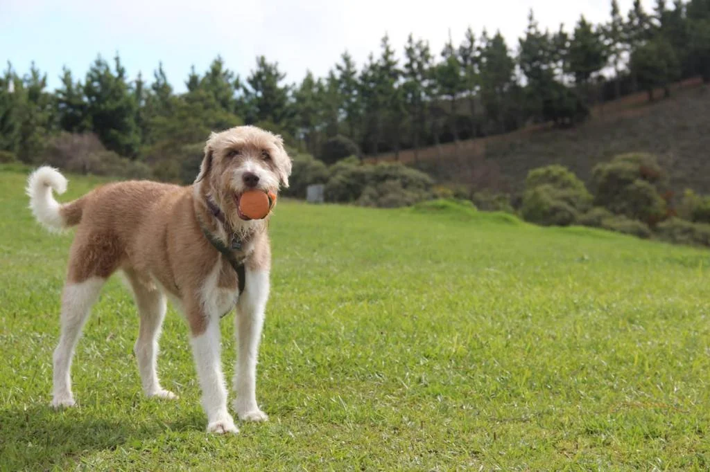 Um cão com seu hamburguer na boca não quer guerra com ninguém
