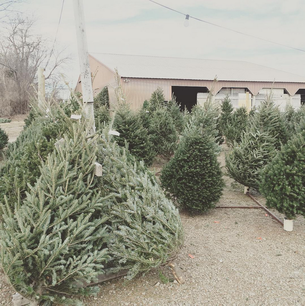 Picking out a Tree