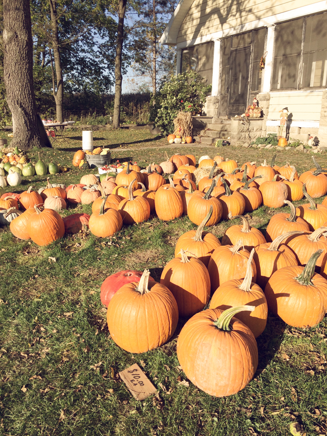Around here | Pumpkin Time!