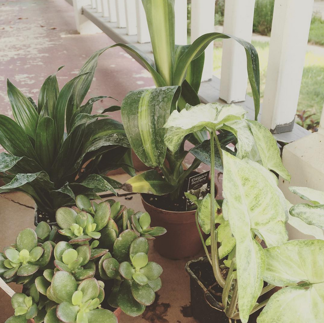 Around here | More planting projects!
