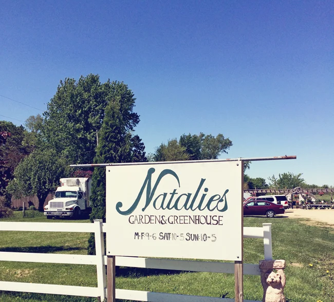 Around here | Natalie's Garden & Green House 