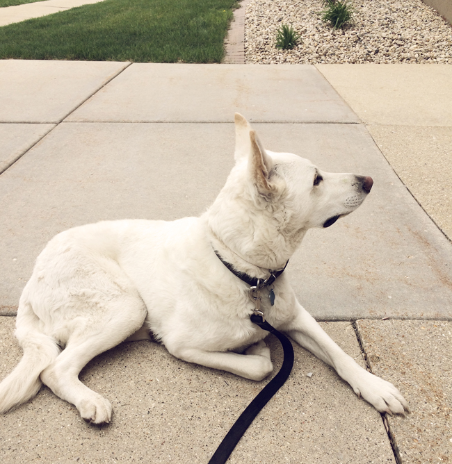 Around here | a dog named Blitz