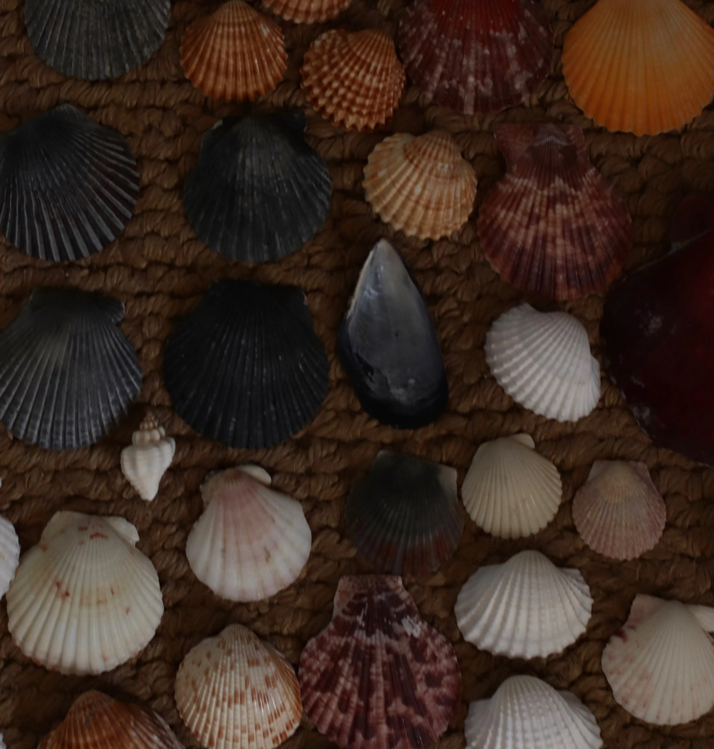 Shell Sorting. 🐚
