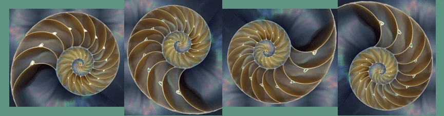 nautilus-shell-c.jpg