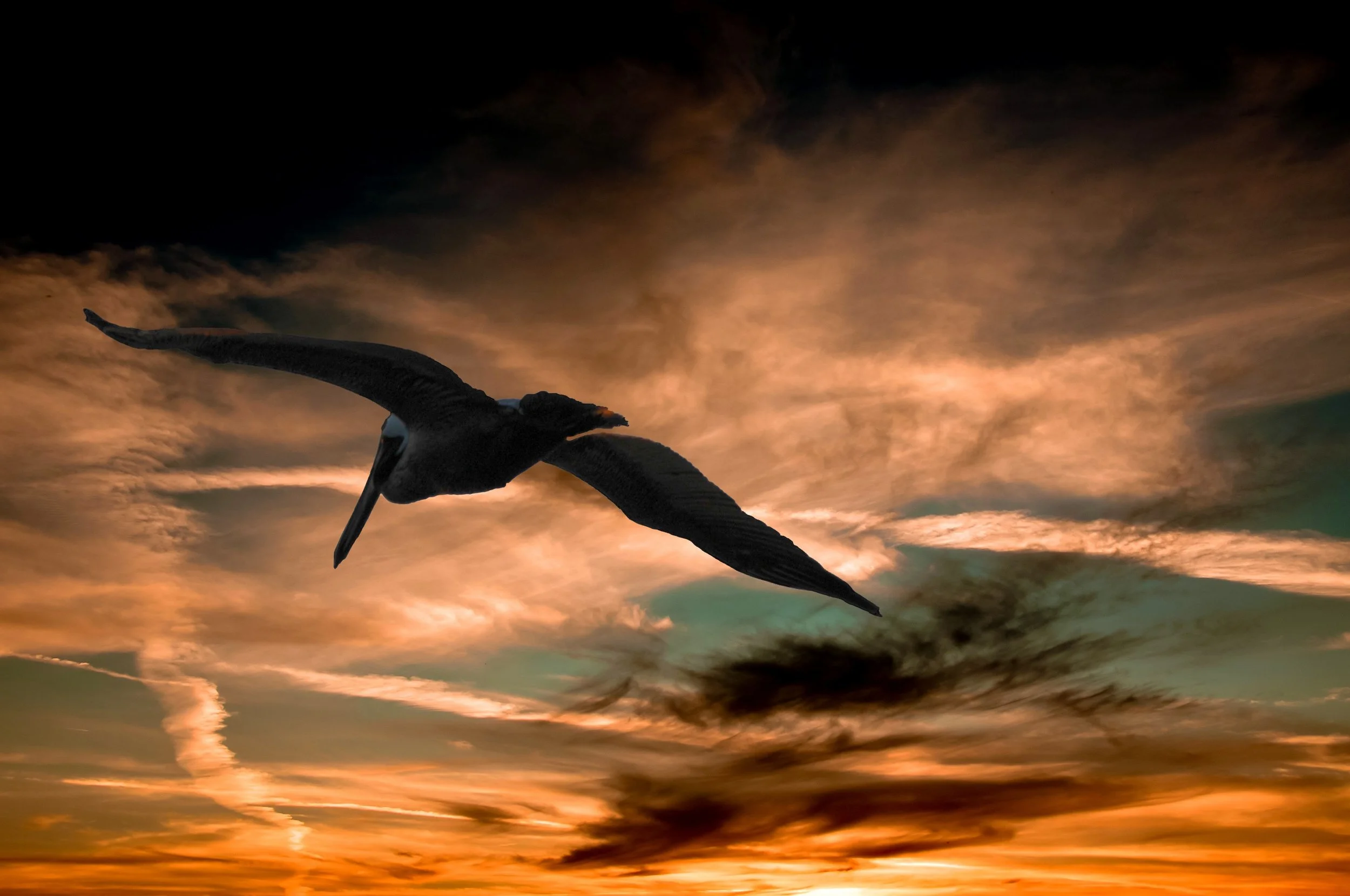 bird-clouds-cloudy-34311.jpg