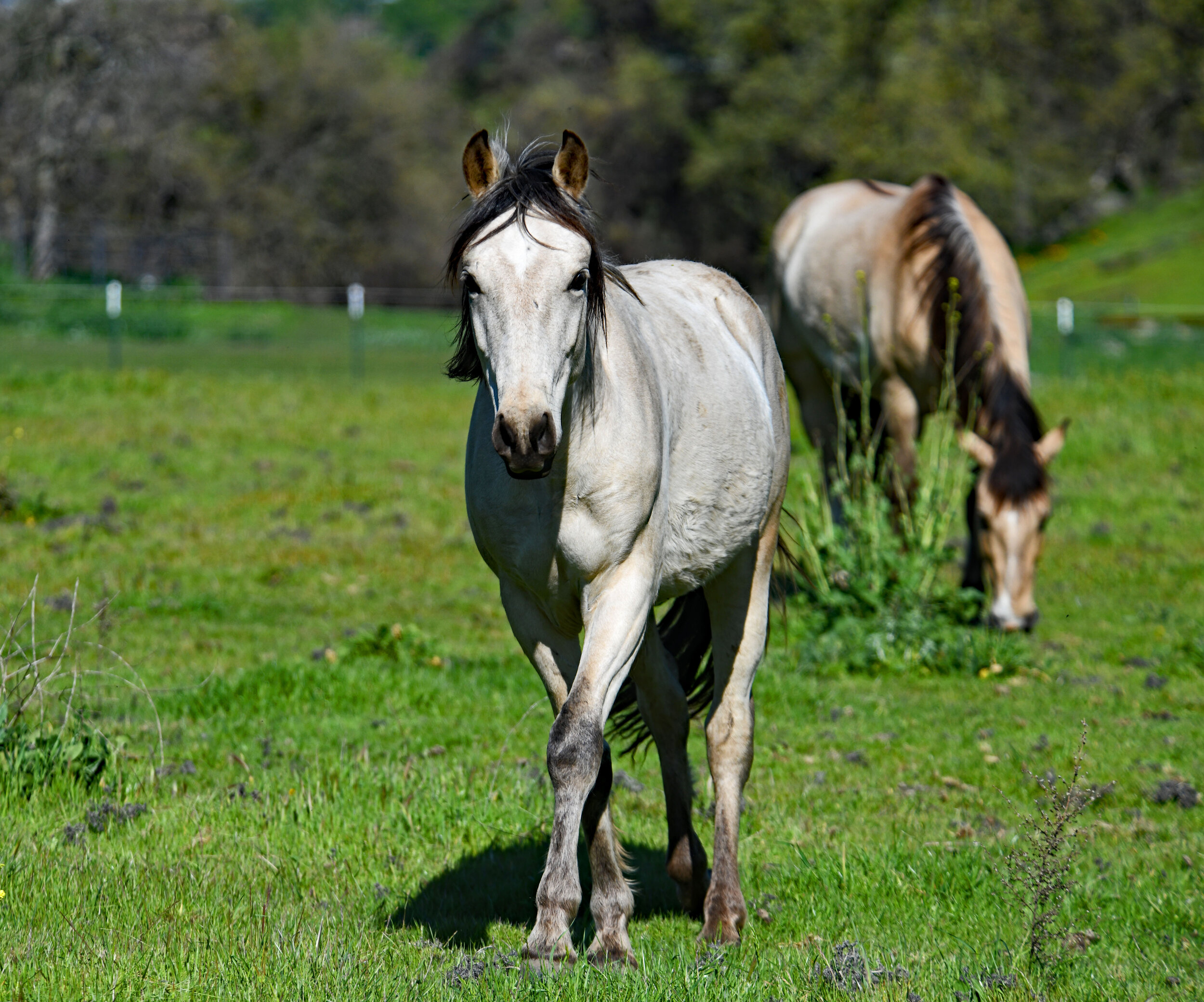 Horses, Amador County