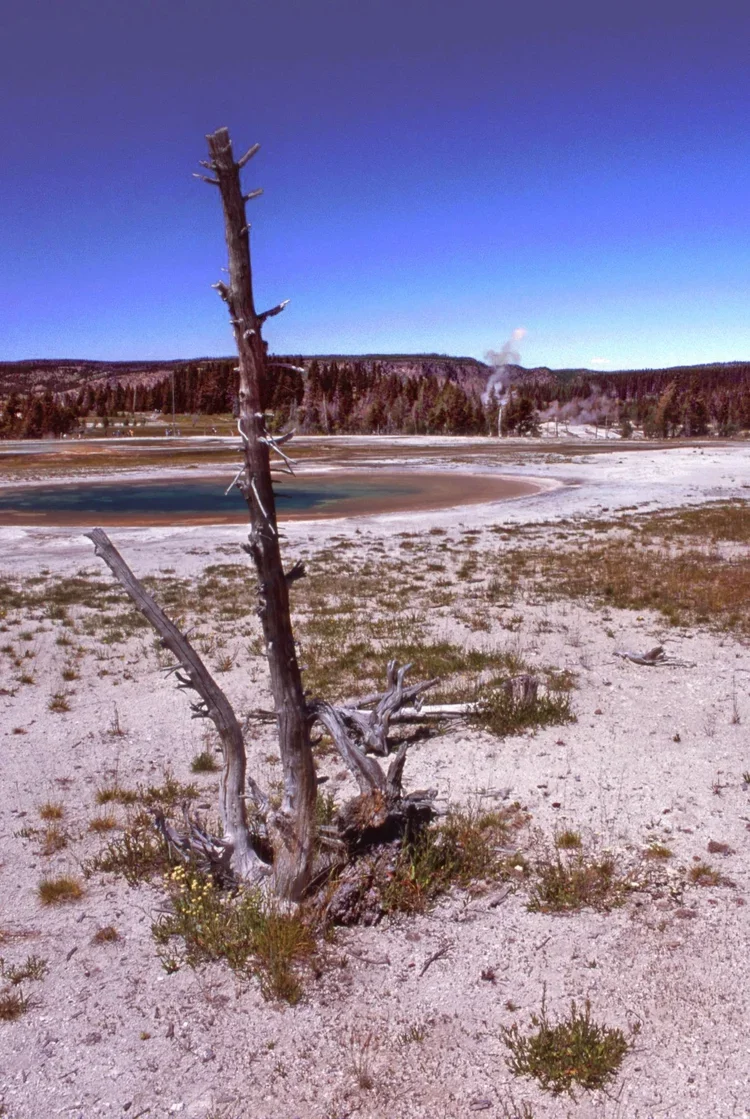 2011yellowstonedeadtree.jpg.webp