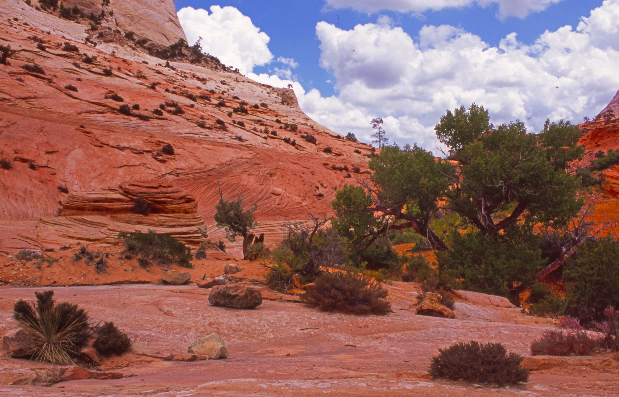 Red Rock and Trees, Zion