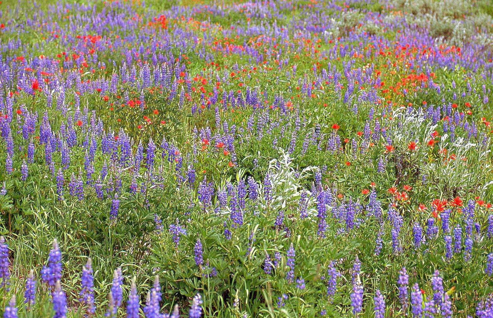 Wildflowers, Grand Tetons