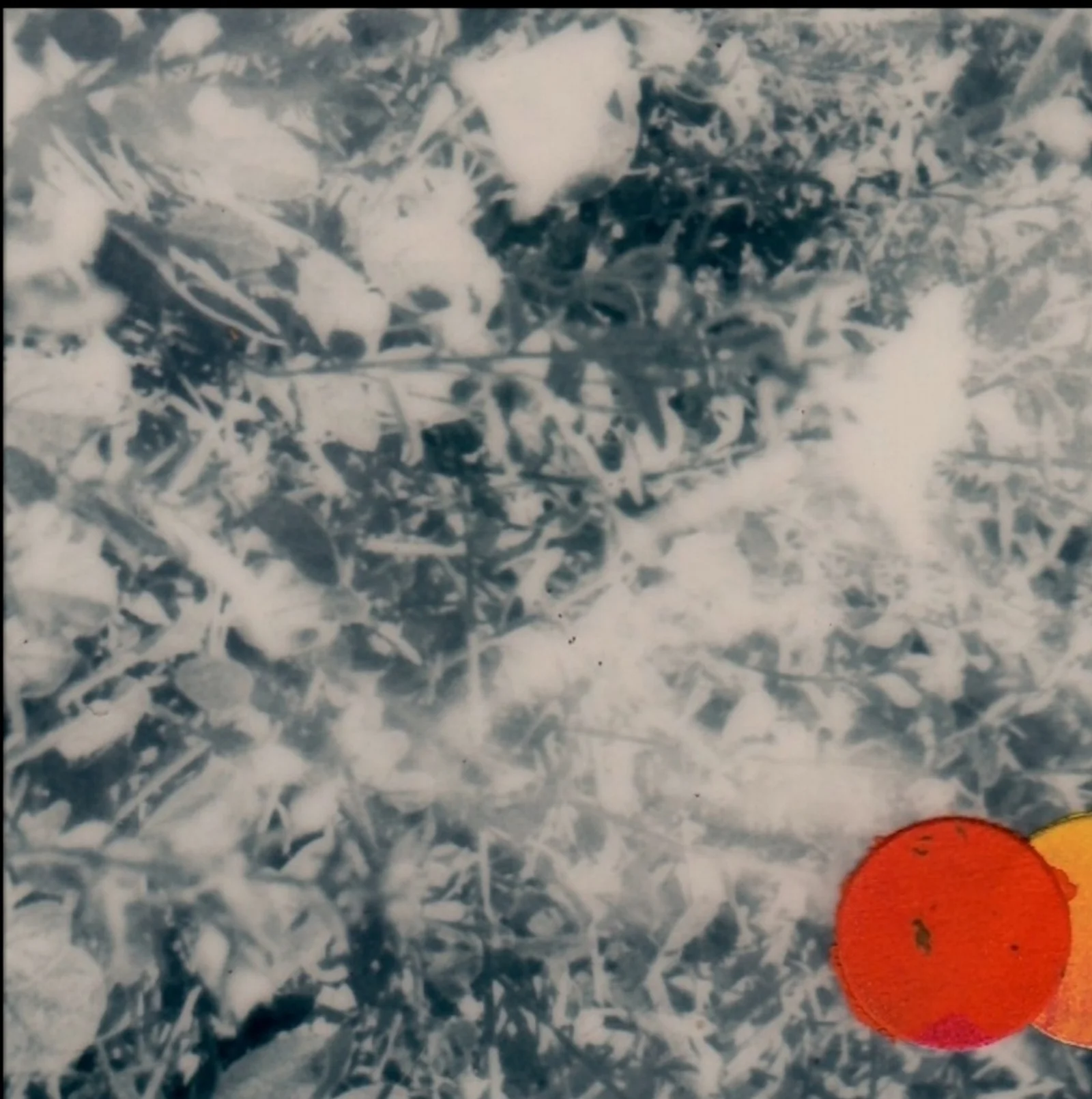 moonie moonie visual 8.jpeg