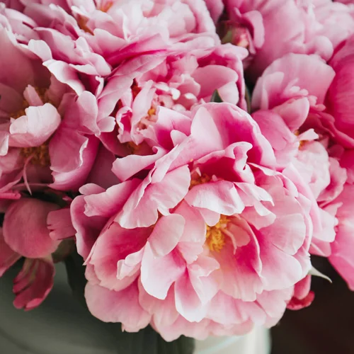 FLowers.jpg