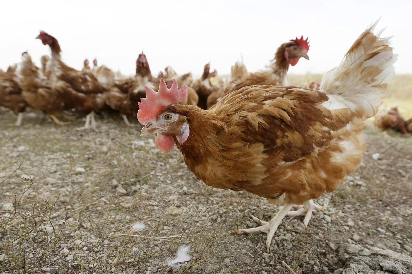 A lethal game of chicken: the next trade war with China could be a matter of life and death