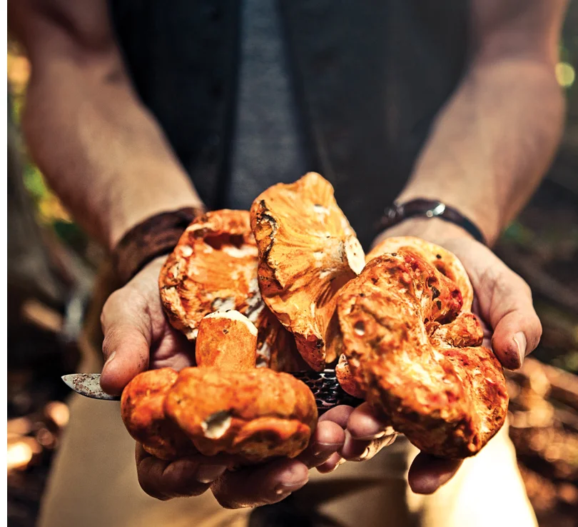 PROFILE: Treasure Hunter Top chefs are turning to the forest, not the farmer, for specialty ingredients that range from chanterelles to wild lemongrass—and Tyler Gray of Mikuni Wild Harvest is happy to give it to them.