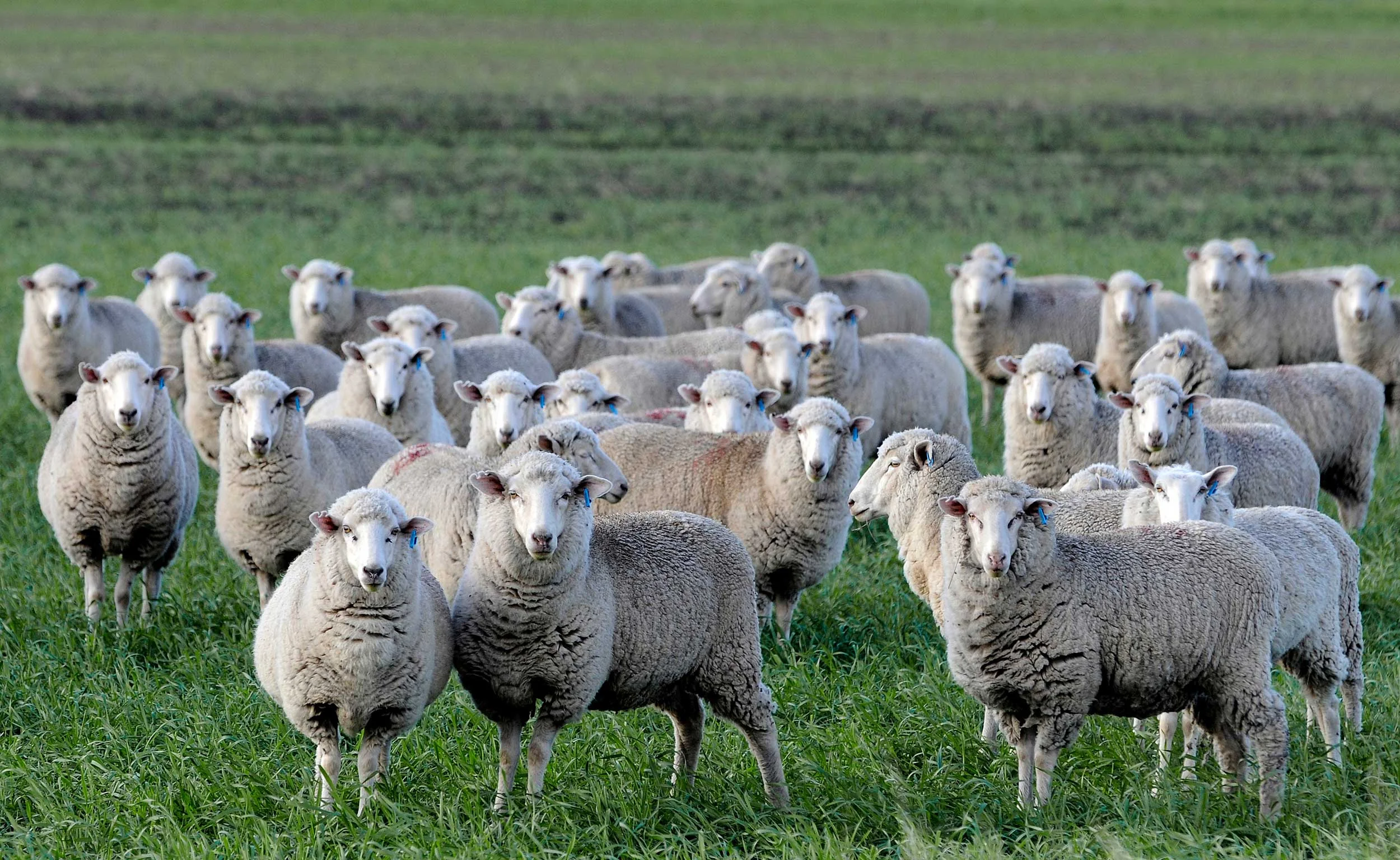 Hart Rural Agencies —