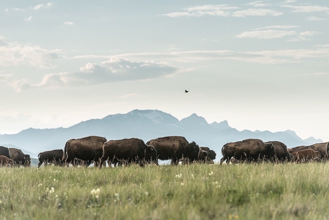 A day late, but isn&rsquo;t every day Earth Day?
I&rsquo;ve been thinking about bison and their role in healthy ecosystems a lot lately as we start to prepare for a couple of presentations coming up later this year. 
Here&rsquo;s a sublime scene from