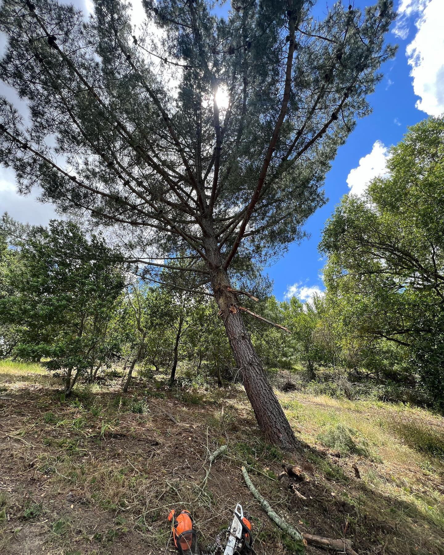 Pine tree removal in Moraga. Cut down Friday afternoon and processed on Monday within a few hours. Went super smooth with the excavator and skid steer