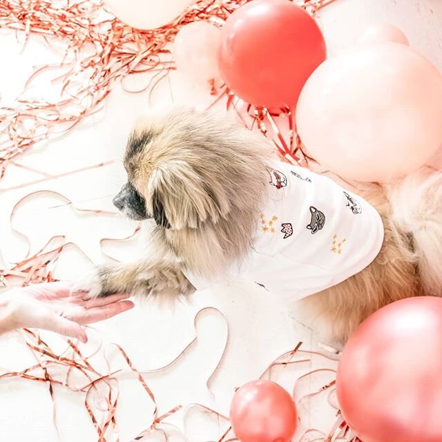 Pawsitivity is key 🐾.
.
.
Wanting to share more of all the amazing shots we got with @pawfect.pawtraits last new years ✨ Bringing in the new year with positive vibes!!
.
.
.
.

____________________
#pawgstagram #pawfectpawtraits #pawtraits4acause #g