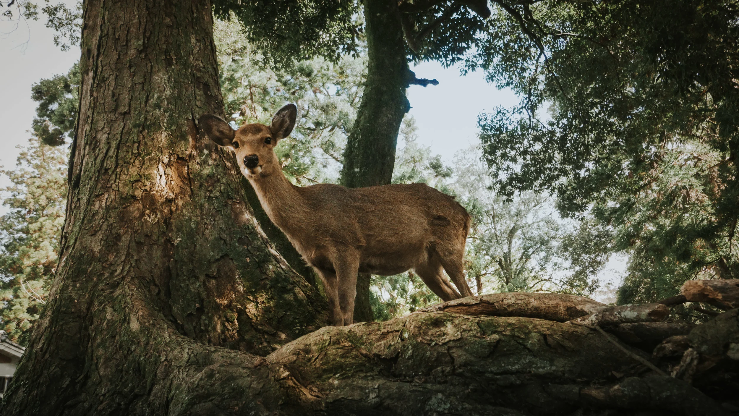 polywander-what-to-do-in-nara-park-koen.jpeg