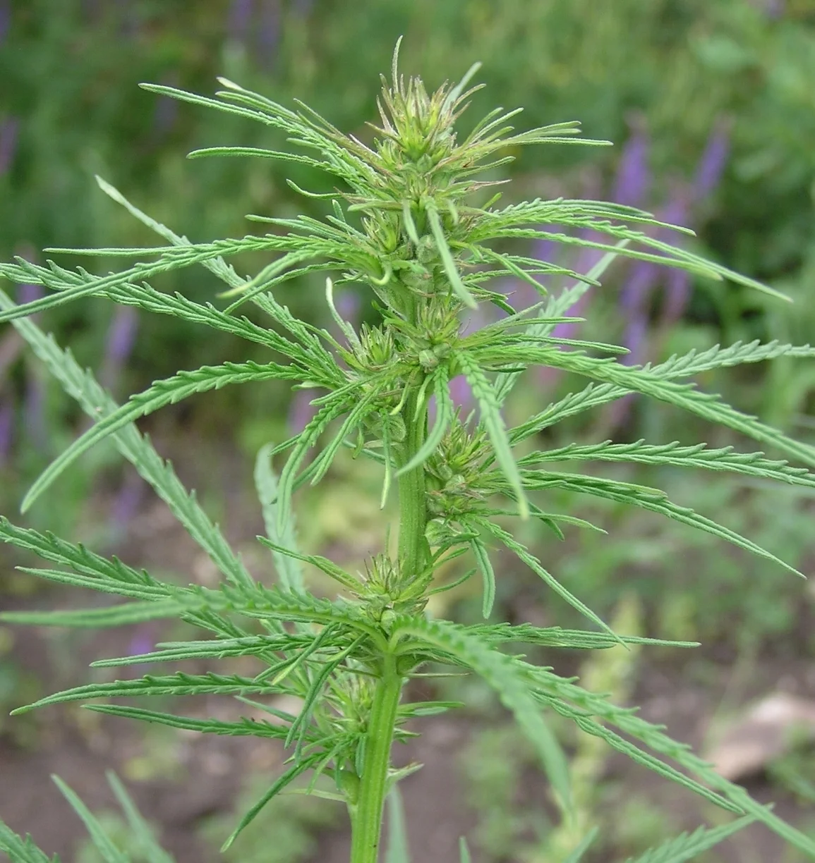 Cannabis_ruderalis_(wild_marijuana,_female).jpg