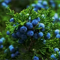juniper-bush.jpg