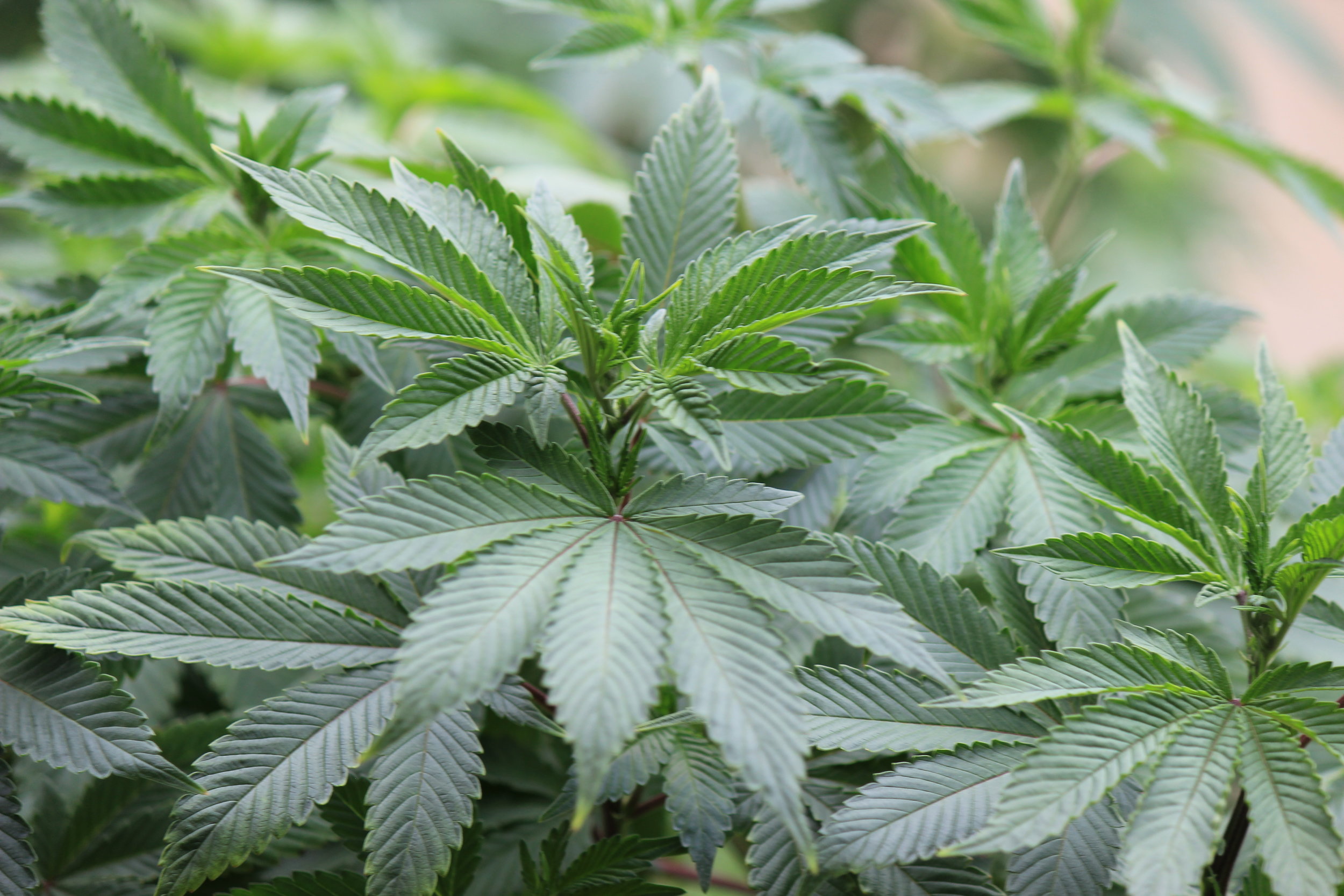 Managing Nausea with Cannabis