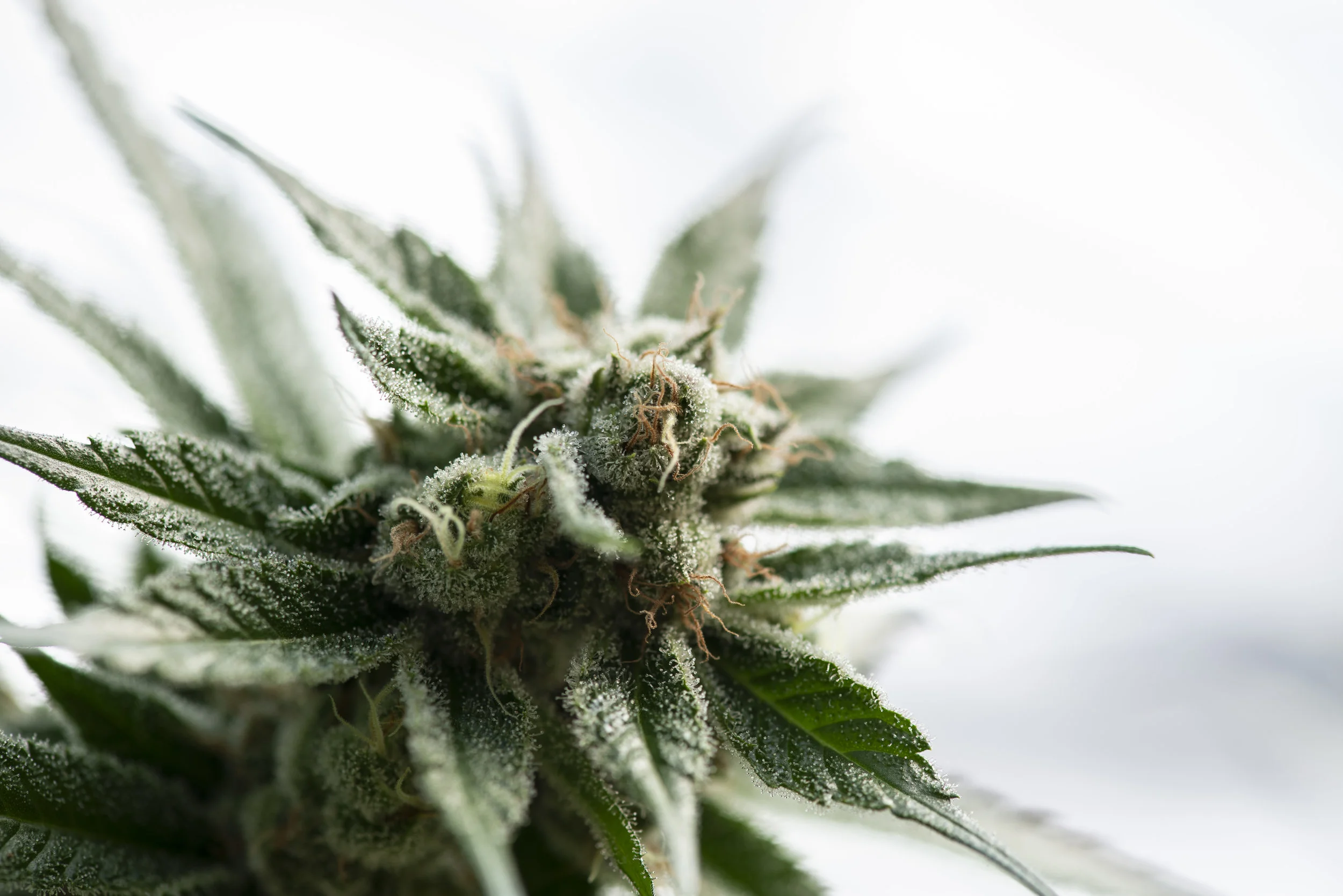 Using Cannabis to Manage HIV and AIDS