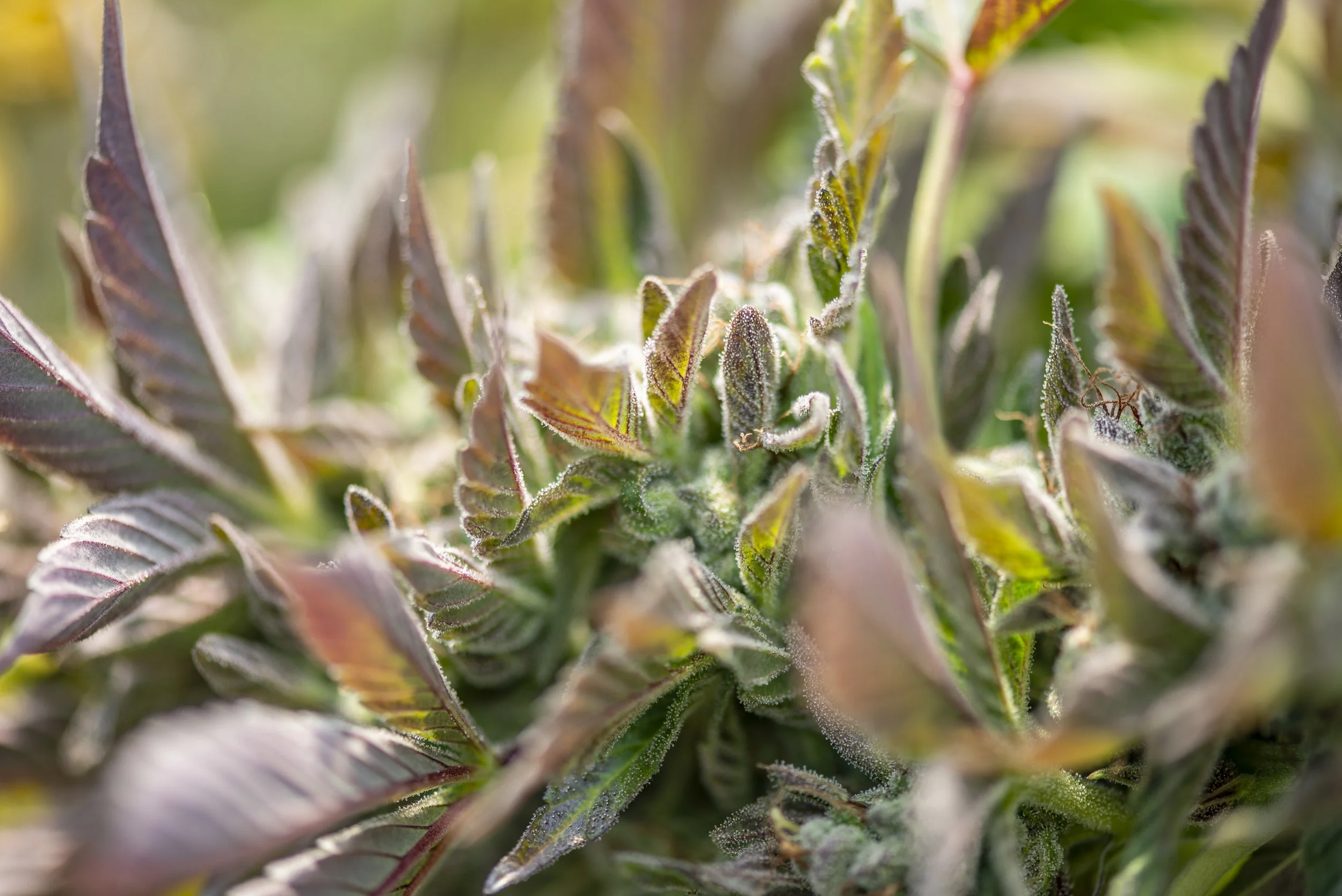 Dosing Cannabis as Medicine