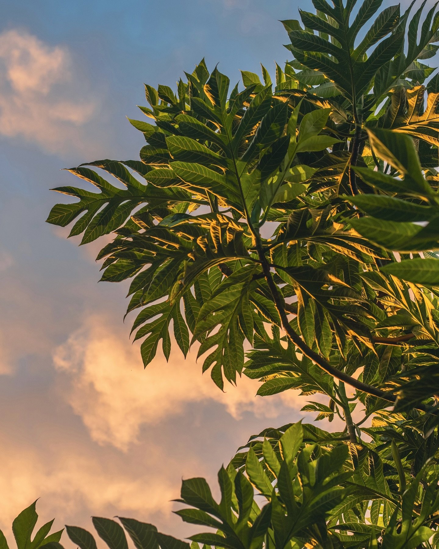 🌞 Here&rsquo;s to another beautiful week at Ethos! Check the link in our bio for the latest or stop by any of our shops in Kona, Waimea, and Hilo to learn more from our amazing community of knowledgeable team members. Stay green, friends! 🌱🌱🌱🌱

