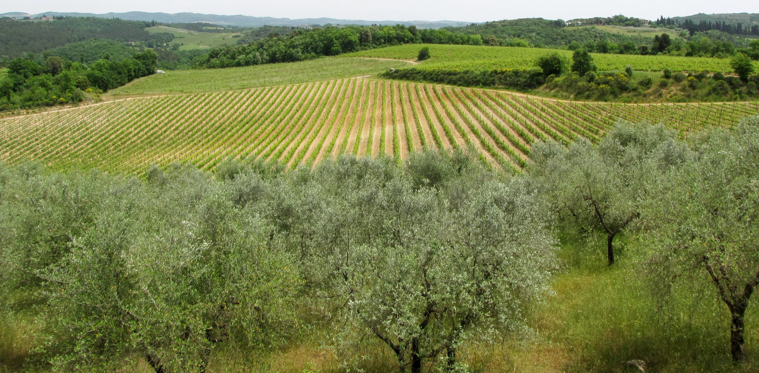 Tuscan Field