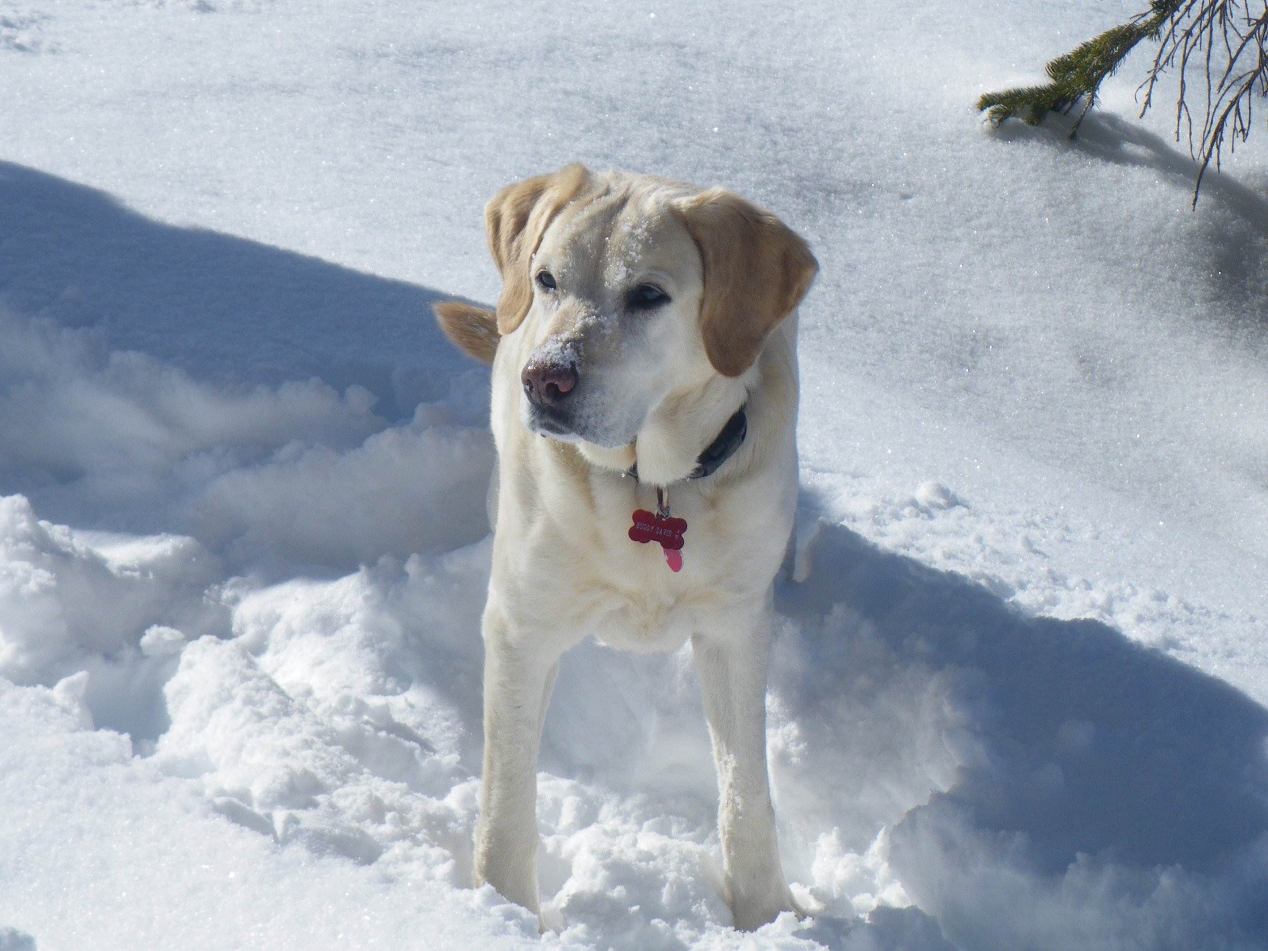 Lessons from Buddy the Adventure Dog