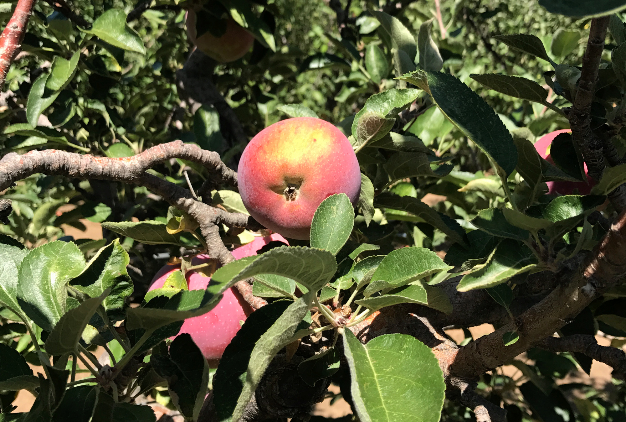 Apples in Tree_v01.png