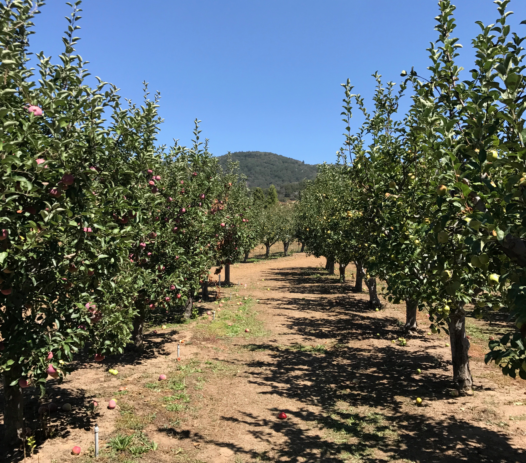 Apple Orchard_v01.png