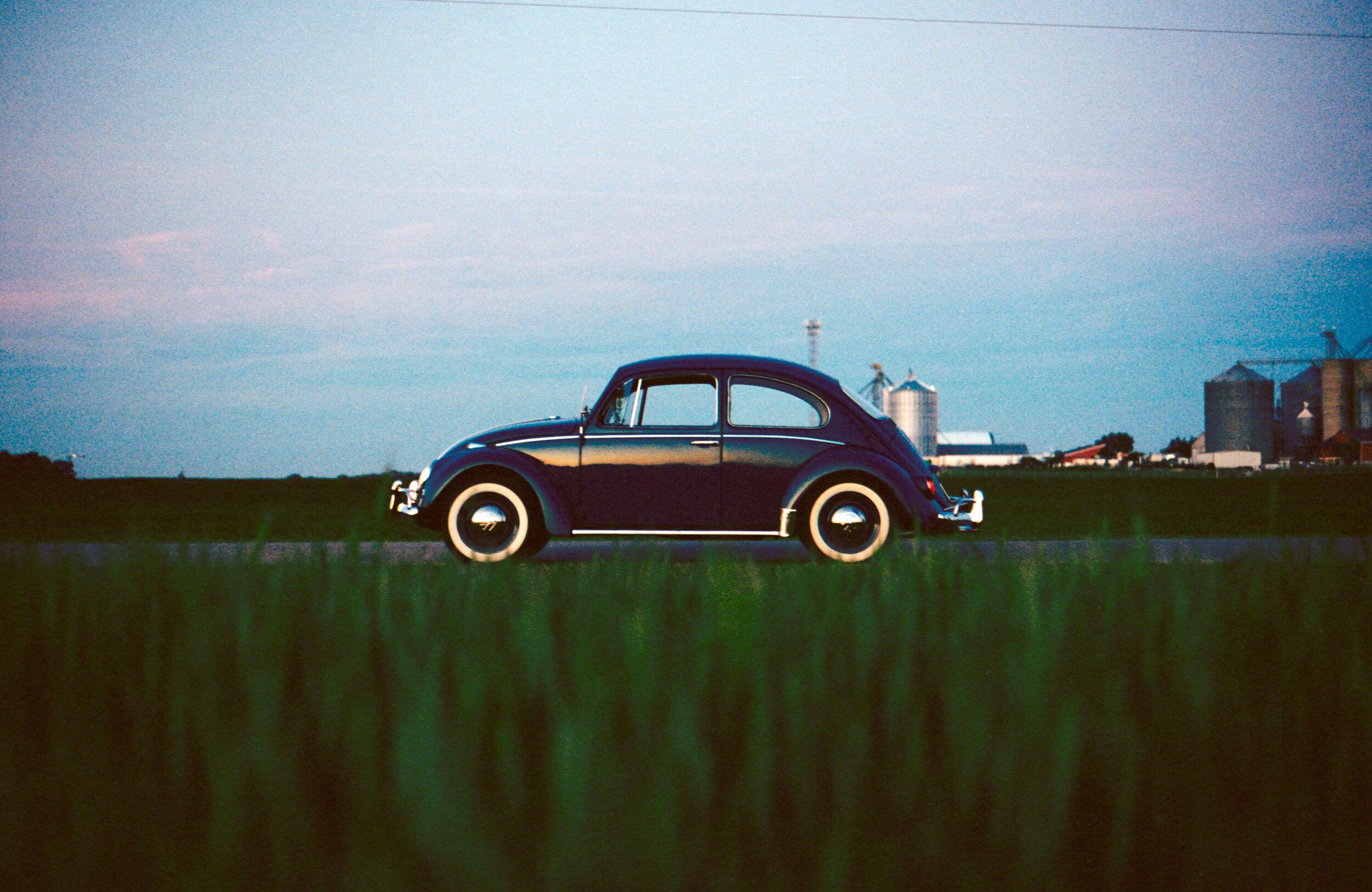 beetle in the evening-2.jpg
