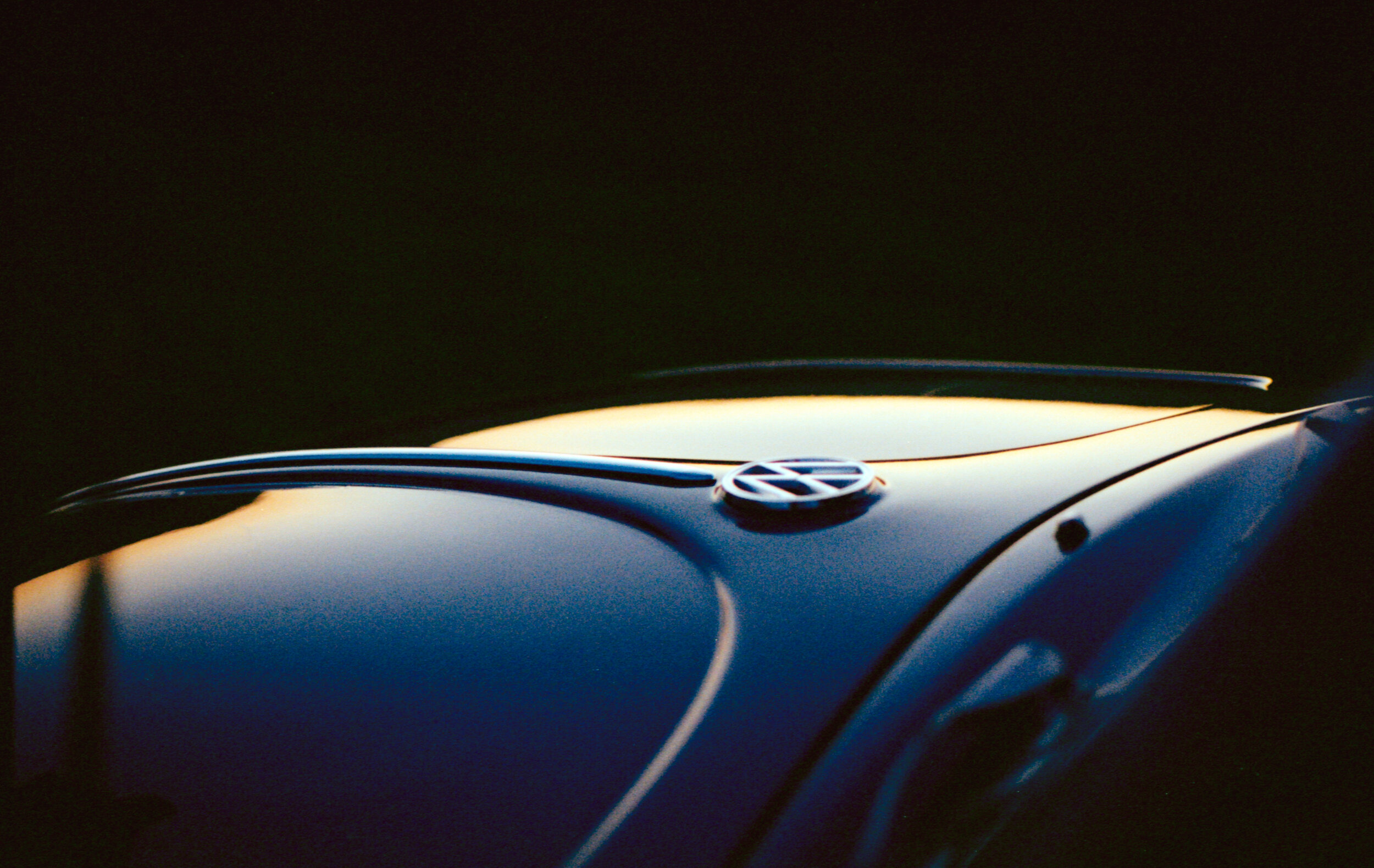 beetle in the evening-1.jpg