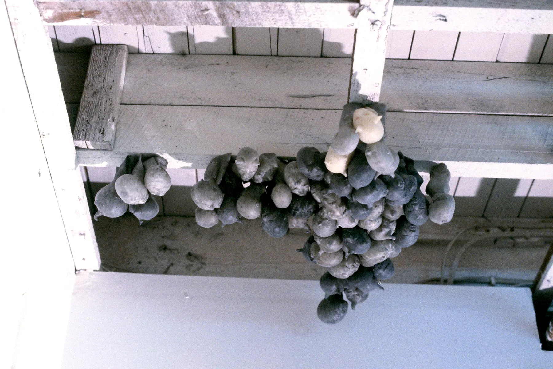 pods, 2001