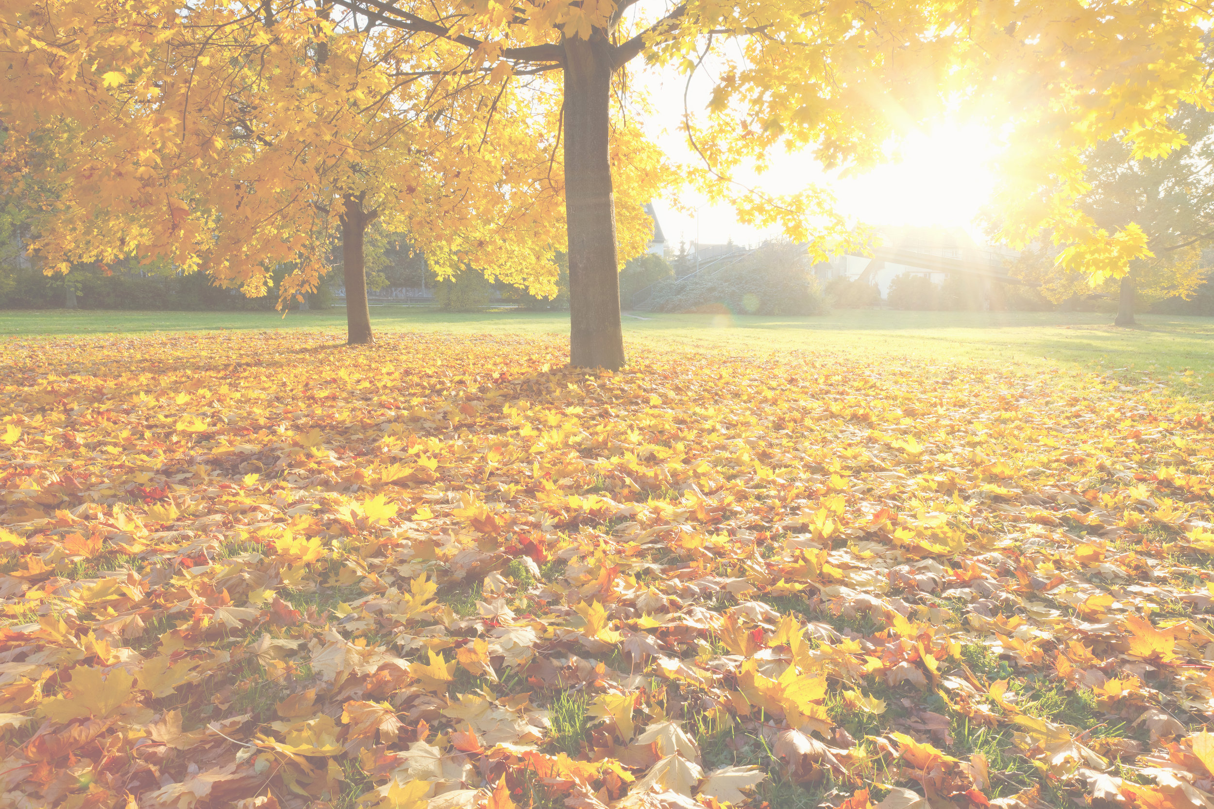 Northern-Psychology-Centre-Website-Autumn-Trees-Overlay.png
