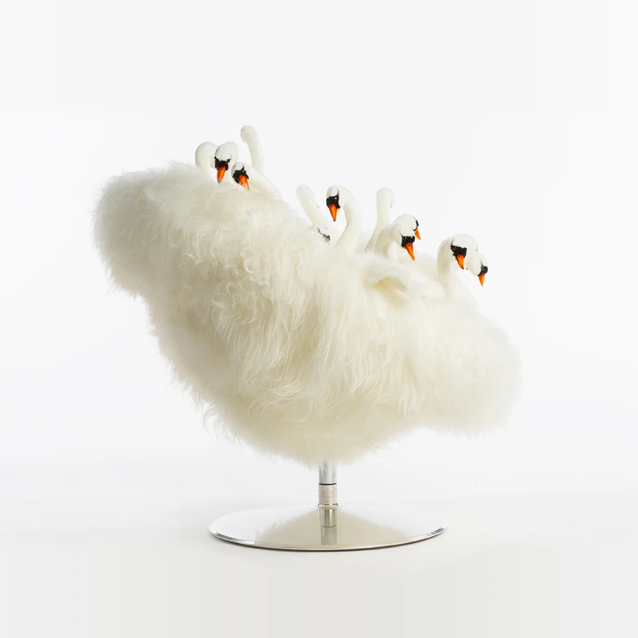 Swan side.jpg
