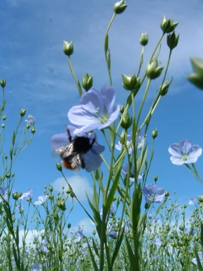 Photo credit: https://oecotextiles.wordpress.com/tag/flax-seed/
