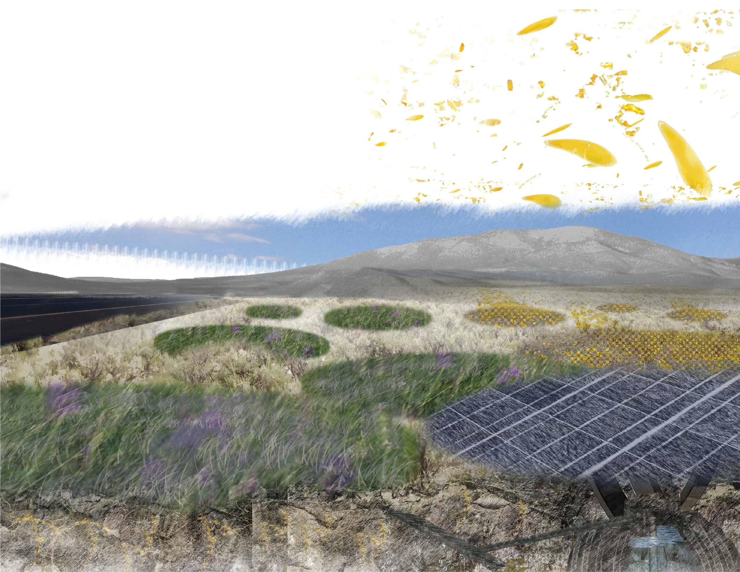 moisture farming & self-sowing desert wildflowers