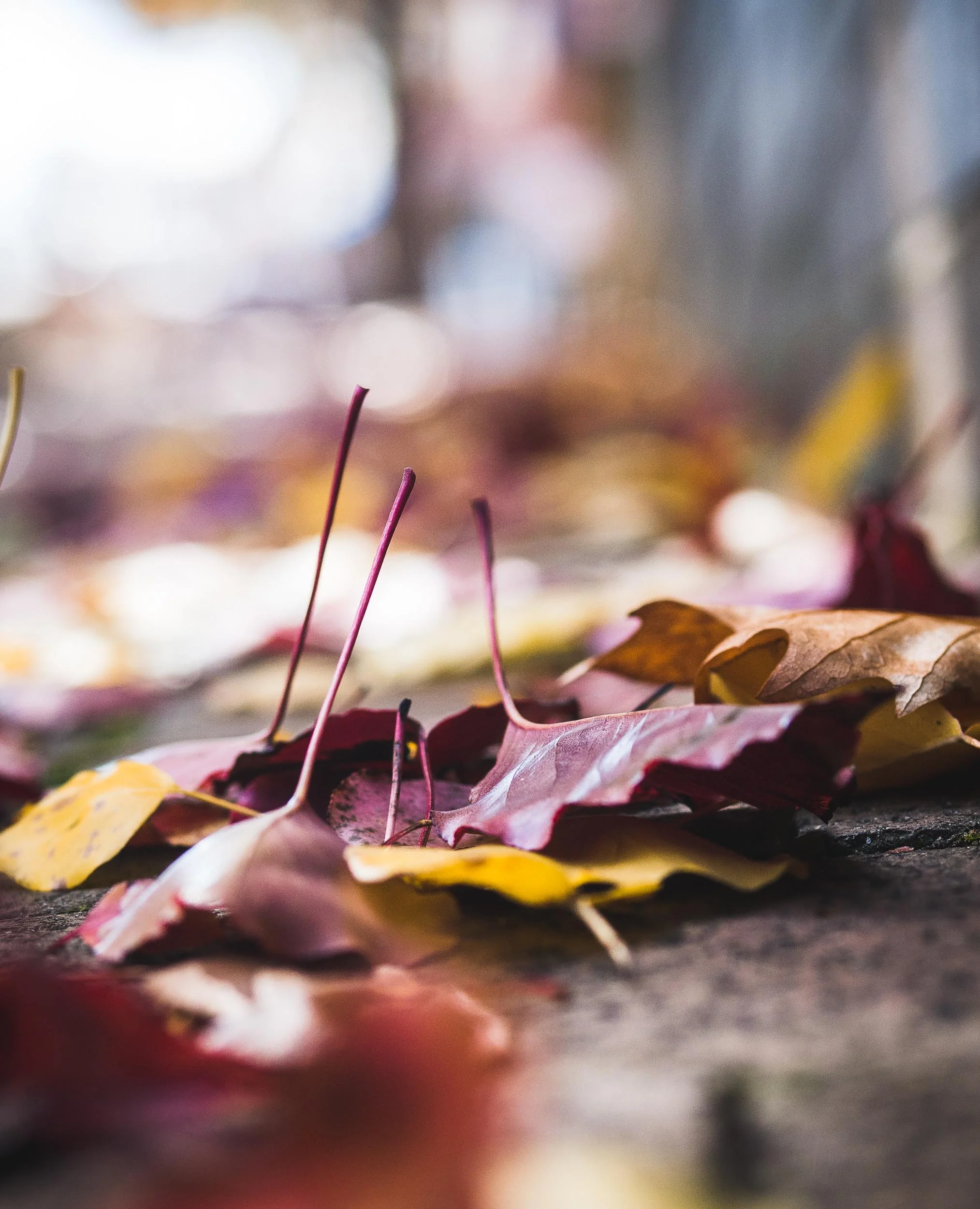 Season Vibes New-3.jpg